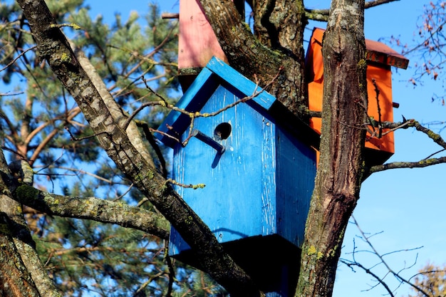 Waiting for spring multicolored bird houses among the bare branches of a tree closeup