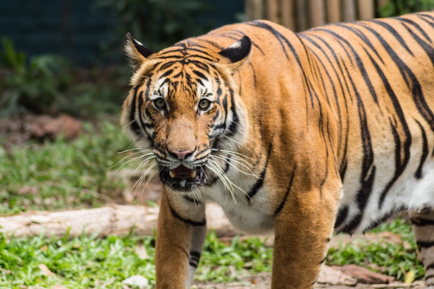 Waiting tiger in a zoo