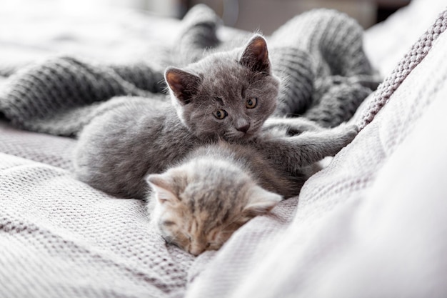 Wakker, speels grijs katje probeert slapende uitgeklede kat wakker te maken. kittens rusten in een gezellig interieur. paar pluizige kittens liggen slapen op grijze bank. huisdieren gezelligheid slapende kittens.