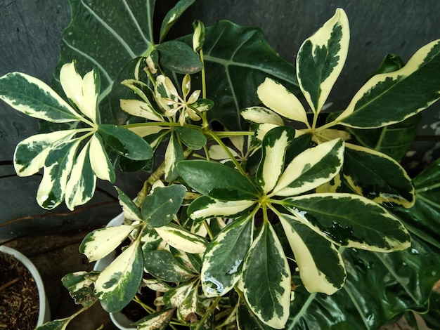 Валисонго или дерево осьминога или Schefflera actinophylla