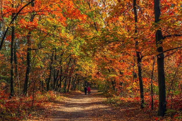 Walk in the autumn forest. Autumn colors. Autumn fogs. Autumn colors