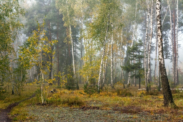 Walk in the autumn forest. Autumn colors. Autumn fogs. Melancholy.