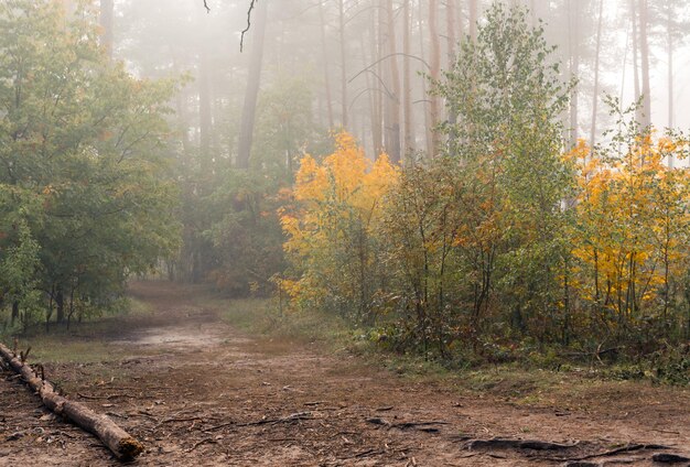 walk in the autumn forest. autumn colors. autumn fogs. melancholy.