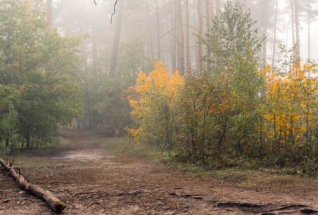 Прогулка в осеннем лесу. Осенние цвета. Осенние туманы. Меланхолия.