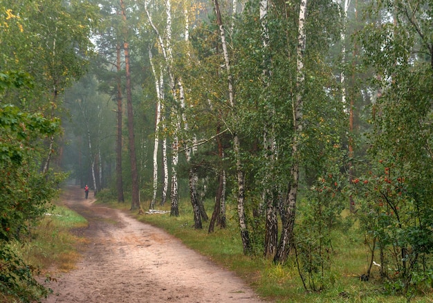 walk in the autumn forest. autumn colors. autumn fogs.