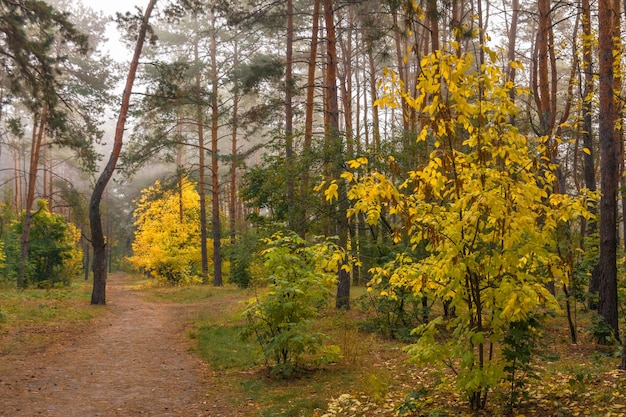 walk in the autumn forest. autumn colors. autumn fogs.