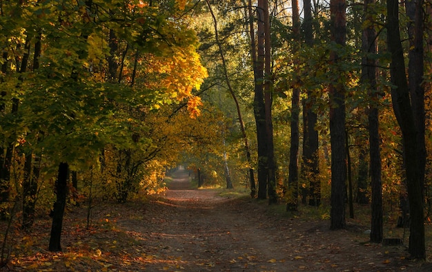 Cammina nella foresta autunnale. colori autunnali. luce del sole