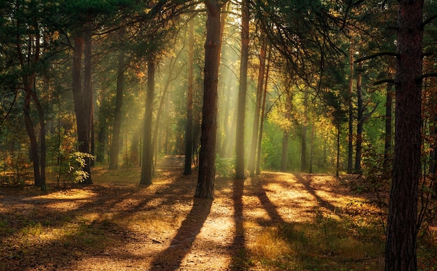 Walk in the autumn forest. Morning. Sunlight. Sun rays