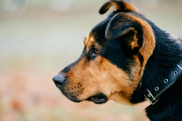 Walk the dog. big purebred domestic furry brown puppy portrait
outdoor on green grass in urban city park. pet activity at nature.
caution, angry dog. guard dog. canine is picking up track and
chasing