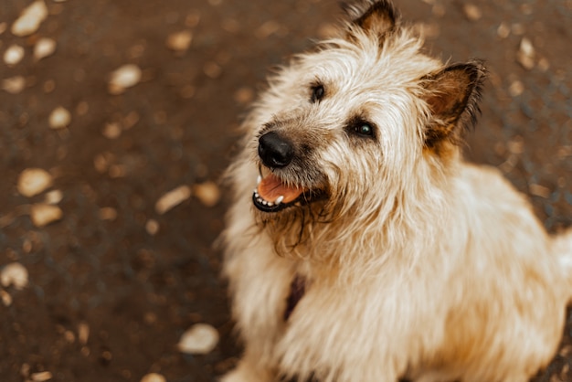 犬を散歩します。動物シェルターからの犬。公園を散歩するテリアの長い髪の犬。ペットケア、ペットの健康。