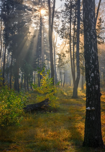 Walk in the forest. Early morning. Sun rays. Autumn beauty