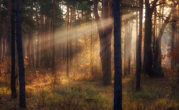 Walk in the forest. morning. Sun rays. Beauty. autumn.