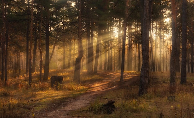 Walk in the forest. morning. Sun rays. Beauty. autumn.