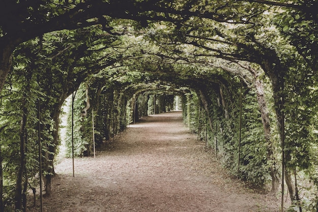 Una passeggiata nel parco verde, intorno al ramo di foglie e alberi verdi. sfondo del paesaggio estivo senza persone