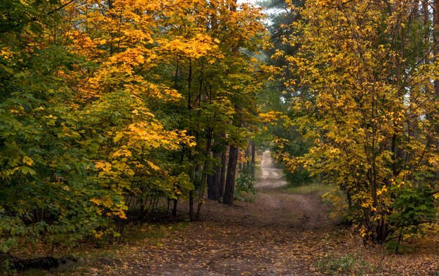 秋の森の中を歩きます。秋の色。秋の霧。