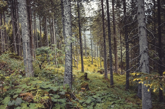 Walk in mysterious dark and old forest. Autumn sunny morning day in Austria