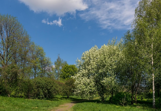 Cammina nella natura. bel tempo per viaggiare all'aperto. paesaggio. zona parco