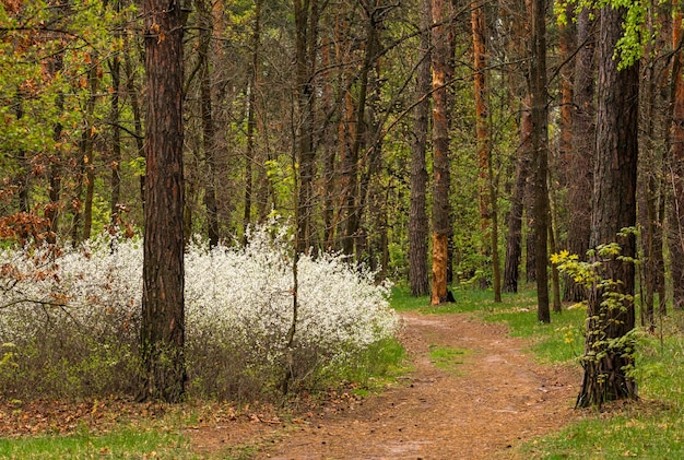 Walk in nature. Good weather for traveling outdoors. Landscape. Park zone