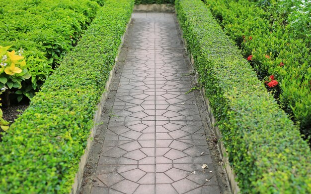 緑の葉の間の公園の散歩道壁フェンスの背景。