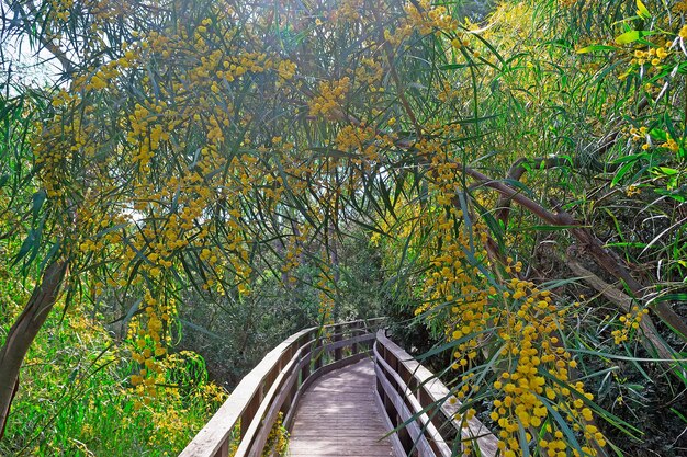 Walk path through mimosa flowers