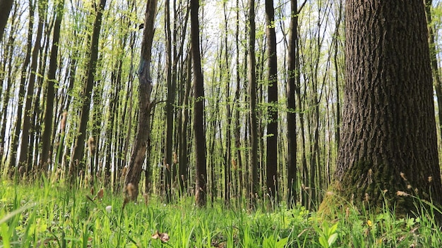 A walk in the spring forest