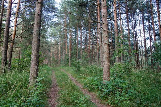 walk through the summer forest