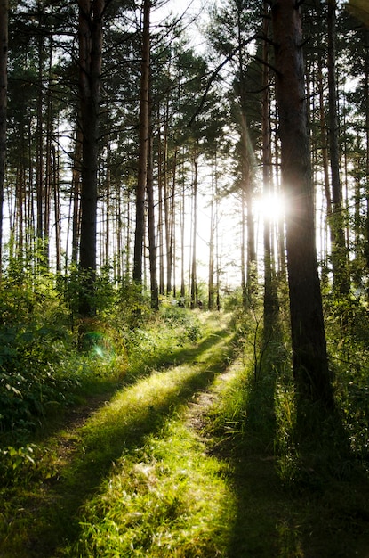 walk through the summer forest