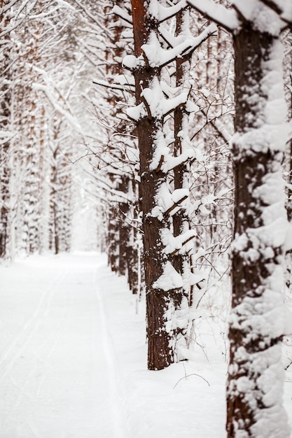 A walk through the winter forest. Snow trees and a cross-country ski trail. Beautiful and unusual roads and forest trails. Beautiful winter landscape. The trees stand in a row