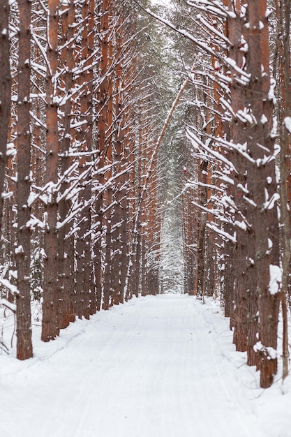 冬の森を散歩。雪の木とクロスカントリースキーコース。美しく珍しい道路や森の小道。美しい冬の風景。木々が一列に並んでいます