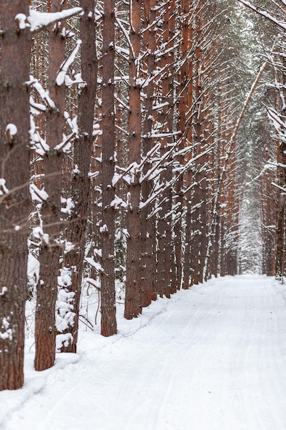 A walk through the winter forest. Snow trees and a cross-country ski trail. Beautiful and unusual roads and forest trails. Beautiful winter landscape. The trees stand in a row