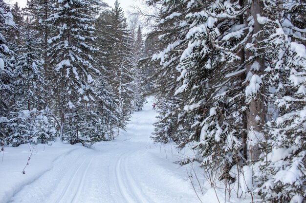 Una passeggiata attraverso la foresta invernale. alberi di neve e una pista per lo sci di fondo. strade e sentieri forestali belli e insoliti. bellissimo paesaggio invernale.