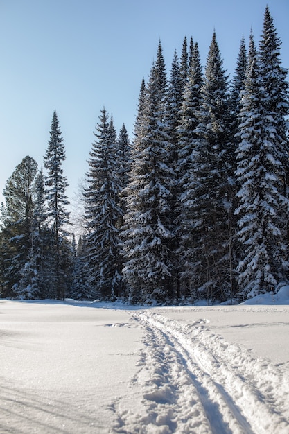 A walk through the winter forest. snow trees and a\
cross-country ski trail. beautiful and unusual roads and forest\
trails. beautiful winter landscape.