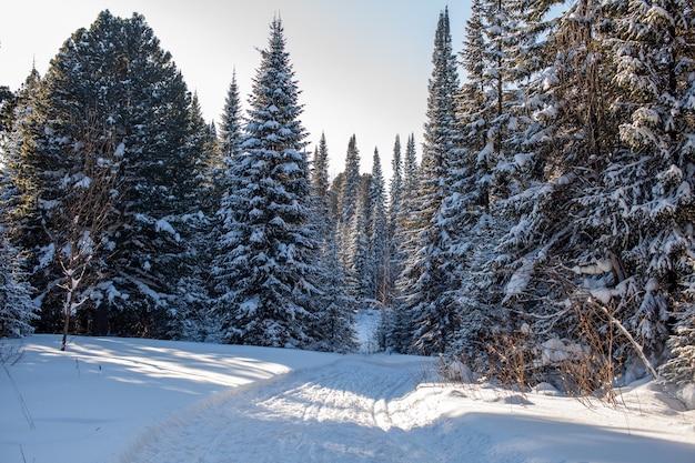 A walk through the winter forest. snow trees and a\
cross-country ski trail. beautiful and unusual roads and forest\
trails. beautiful winter landscape.