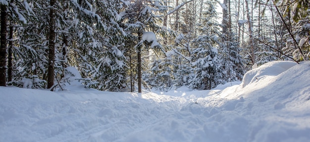 Una passeggiata nella foresta invernale. alberi di neve e una pista da sci di fondo. strade e sentieri forestali belli e insoliti. bellissimo paesaggio invernale.