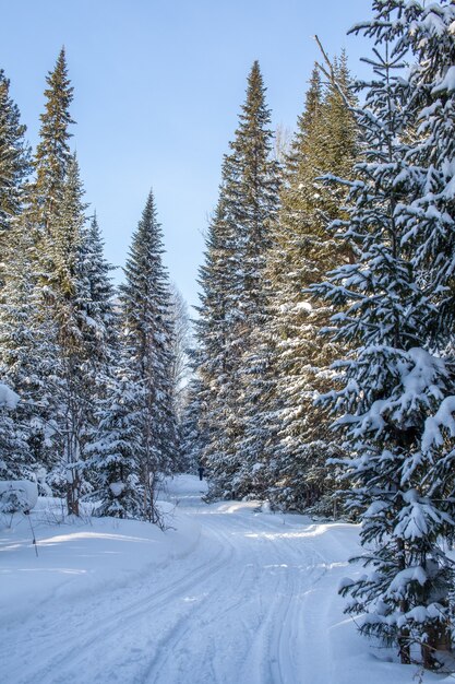 겨울 숲 속 산책. 눈 나무와 크로스 컨트리 스키 트레일. 아름답고 특이한 길과 숲길. 아름다운 겨울 풍경.