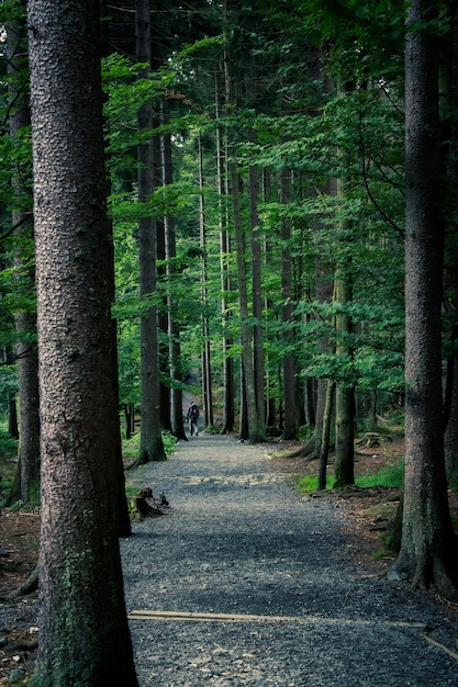 walk through the woods
