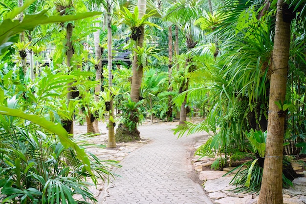 Walk trail in lush green tropical forest.