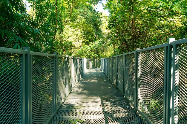 walk way in the forest at Canopy walks at Queen sirikit botanic garden Chiang Mai, Thailand