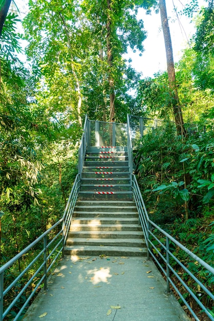 Walk way in the forest