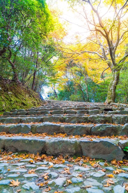 赤い楓が嵐山に咲き散る散歩道