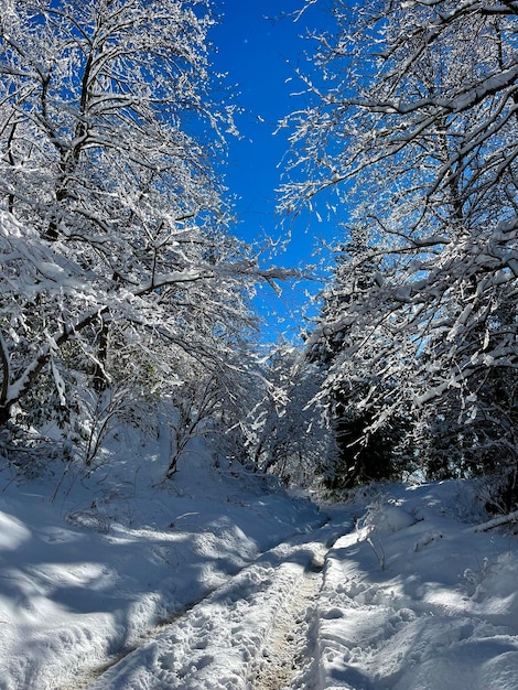 Walk in the winter forest