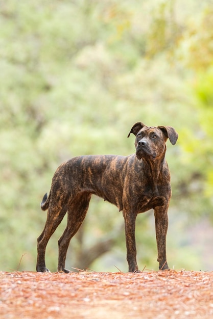 愛犬と散歩中