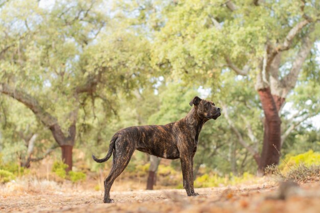 Foto a passeggio con il mio cane