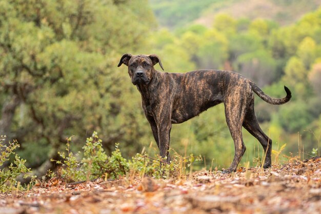 Foto a passeggio con il mio cane