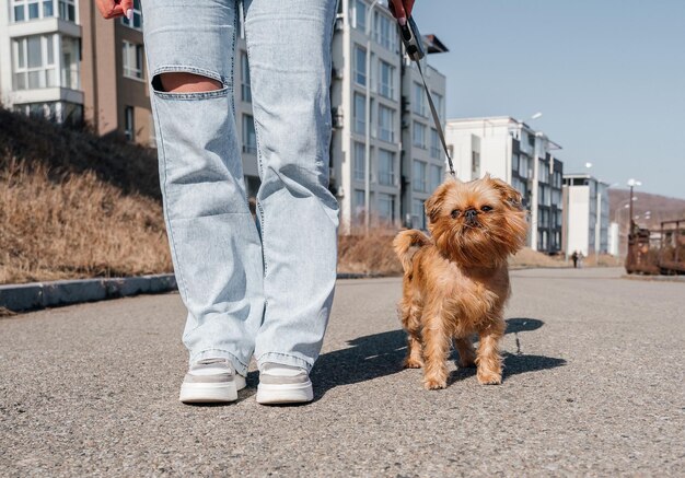 写真 ブリュッセル・グリフォン犬を街で散歩させる犬と飼い主