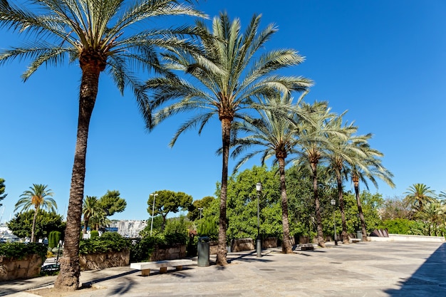 Walking alley with palms against blue sky,Palm alley