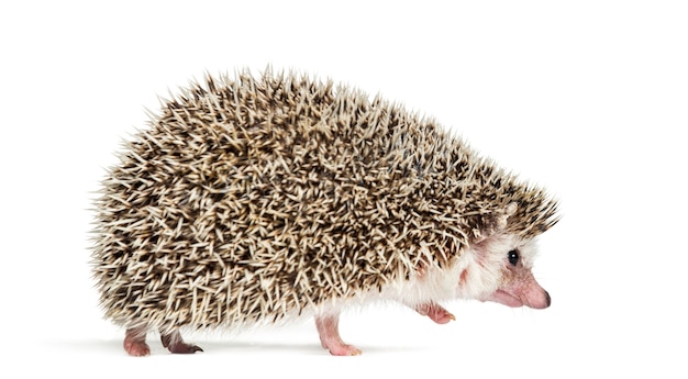 Photo walking away european hedgehog in front of white