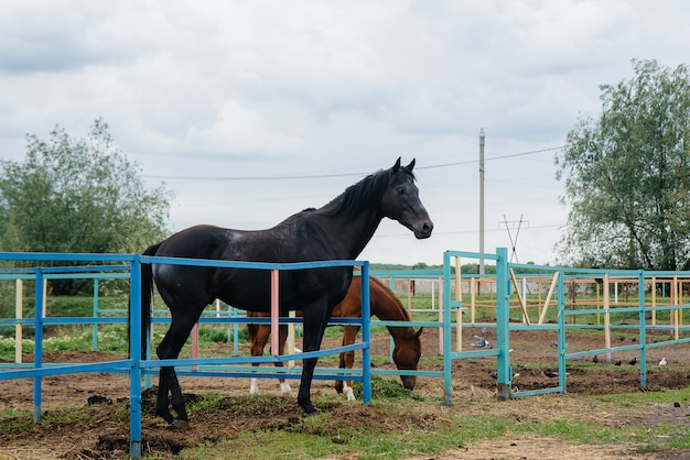 Walking a beautiful and healthy horse on the ranch. Animal husbandry and horse breeding.