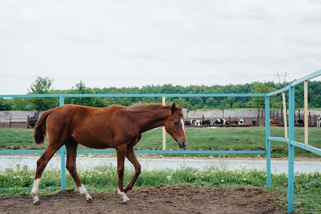 牧場で美しく健康な馬を歩く。畜産と馬の繁殖。