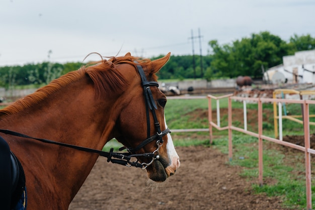 Walking a beautiful and healthy horse on the ranch. Animal husbandry and horse breeding.